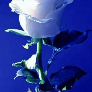 Meet your Posher, Maritza